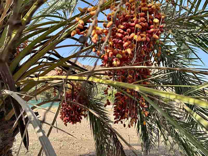 خرید خرما درجه یک